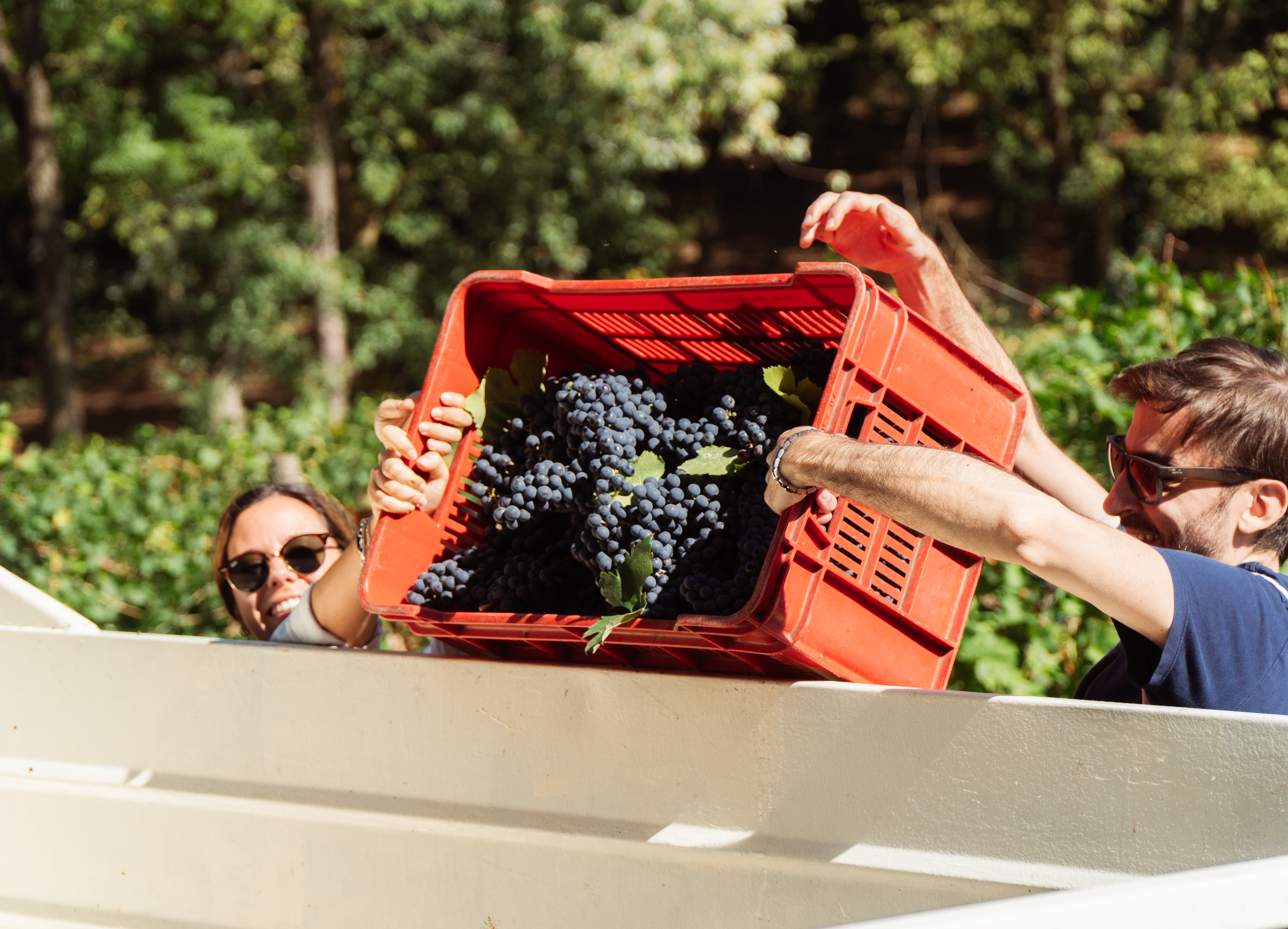 vendemmia brunch san colombano milano